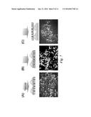 HIGH-THROUGHPUT CARGO DELIVERY INTO LIVE CELLS USING PHOTOTHERMAL     PLATFORMS diagram and image