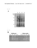 UNIVERSAL PROTEIN OVEREXPRESSION TAG COMPRISING RAMP FUNCTION, AND     APPLICATION THEREOF diagram and image