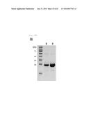 UNIVERSAL PROTEIN OVEREXPRESSION TAG COMPRISING RAMP FUNCTION, AND     APPLICATION THEREOF diagram and image