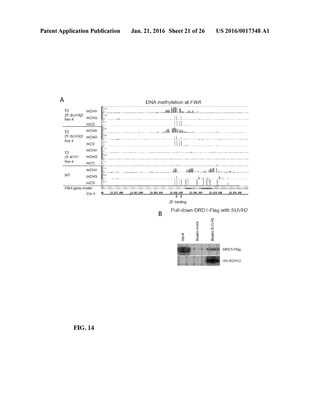 METHODS AND COMPOSITIONS FOR TARGETING RNA POLYMERASES AND NON-CODING RNA     BIOGENESIS TO SPECIFIC LOCI - diagram, schematic, and image 22