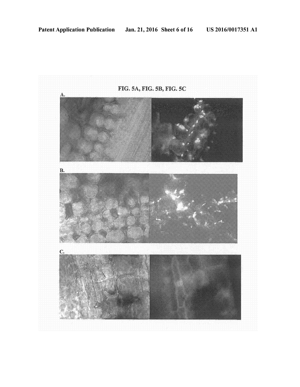 Methods and Compositions for Targeting Sequences of Interest to the     Chloroplast - diagram, schematic, and image 07