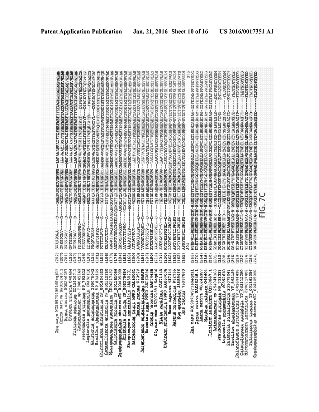 Methods and Compositions for Targeting Sequences of Interest to the     Chloroplast - diagram, schematic, and image 11