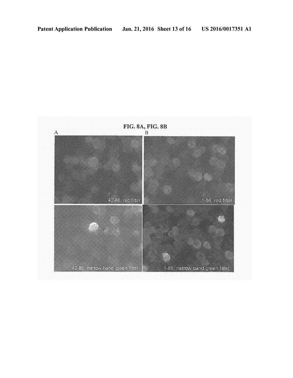 Methods and Compositions for Targeting Sequences of Interest to the     Chloroplast - diagram, schematic, and image 14