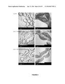 PLANTS HAVING MODIFIED GROWTH CHARACTERISTICS AND A METHOD FOR MAKING THE     SAME diagram and image