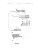 FUNCTIONAL EXPRESSION OF BACTERIAL MAJOR FACILITATOR SUPERFAMILY MFS GENE     IN MAIZE TO IMPROVE AGRONOMIC TRAITS AND GRAIN YIELD diagram and image