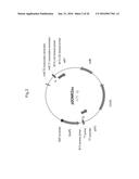 PLANTS WITH ALTERED ROOT ARCHITECTURE, RELATED CONSTRUCTS AND METHODS     INVOLVING GENES ENCODING EXOSTOSIN FAMILY POLYPEPTIDES AND HOMOLOGS     THEREOF diagram and image