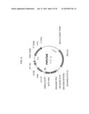 PLANTS WITH ALTERED ROOT ARCHITECTURE, RELATED CONSTRUCTS AND METHODS     INVOLVING GENES ENCODING EXOSTOSIN FAMILY POLYPEPTIDES AND HOMOLOGS     THEREOF diagram and image