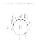 PLANTS WITH ALTERED ROOT ARCHITECTURE, RELATED CONSTRUCTS AND METHODS     INVOLVING GENES ENCODING EXOSTOSIN FAMILY POLYPEPTIDES AND HOMOLOGS     THEREOF diagram and image