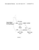 METHODS FOR REGULATING NITROGEN METABOLISM DURING THE PRODUCTION OF     ETHANOL FROM CORN BY METABOLICALLY ENGINEERED YEAST STRAINS diagram and image