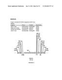 METHODS FOR REGULATING NITROGEN METABOLISM DURING THE PRODUCTION OF     ETHANOL FROM CORN BY METABOLICALLY ENGINEERED YEAST STRAINS diagram and image