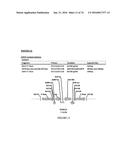 METHODS FOR REGULATING NITROGEN METABOLISM DURING THE PRODUCTION OF     ETHANOL FROM CORN BY METABOLICALLY ENGINEERED YEAST STRAINS diagram and image