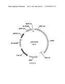 METHODS FOR REGULATING NITROGEN METABOLISM DURING THE PRODUCTION OF     ETHANOL FROM CORN BY METABOLICALLY ENGINEERED YEAST STRAINS diagram and image