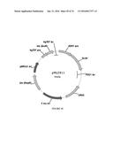 METHODS FOR REGULATING NITROGEN METABOLISM DURING THE PRODUCTION OF     ETHANOL FROM CORN BY METABOLICALLY ENGINEERED YEAST STRAINS diagram and image