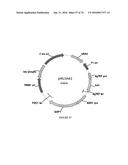 METHODS FOR REGULATING NITROGEN METABOLISM DURING THE PRODUCTION OF     ETHANOL FROM CORN BY METABOLICALLY ENGINEERED YEAST STRAINS diagram and image