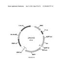 METHODS FOR REGULATING NITROGEN METABOLISM DURING THE PRODUCTION OF     ETHANOL FROM CORN BY METABOLICALLY ENGINEERED YEAST STRAINS diagram and image