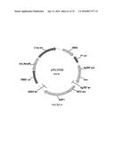 METHODS FOR REGULATING NITROGEN METABOLISM DURING THE PRODUCTION OF     ETHANOL FROM CORN BY METABOLICALLY ENGINEERED YEAST STRAINS diagram and image