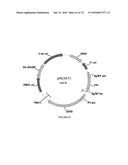 METHODS FOR REGULATING NITROGEN METABOLISM DURING THE PRODUCTION OF     ETHANOL FROM CORN BY METABOLICALLY ENGINEERED YEAST STRAINS diagram and image