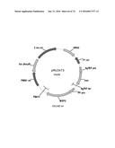 METHODS FOR REGULATING NITROGEN METABOLISM DURING THE PRODUCTION OF     ETHANOL FROM CORN BY METABOLICALLY ENGINEERED YEAST STRAINS diagram and image