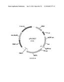 METHODS FOR REGULATING NITROGEN METABOLISM DURING THE PRODUCTION OF     ETHANOL FROM CORN BY METABOLICALLY ENGINEERED YEAST STRAINS diagram and image