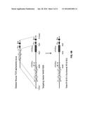 GENETICALLY MODIFIED T CELL RECEPTOR MICE diagram and image