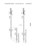 GENETICALLY MODIFIED T CELL RECEPTOR MICE diagram and image