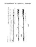 GENETICALLY MODIFIED T CELL RECEPTOR MICE diagram and image