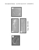 Stable Silk Protein Fragment Compositions diagram and image