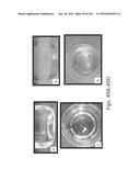 Stable Silk Protein Fragment Compositions diagram and image