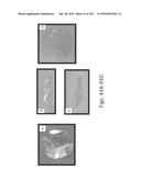 Stable Silk Protein Fragment Compositions diagram and image