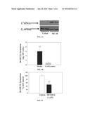 COMPOSITIONS AND METHODS FOR TREATING CANCER diagram and image