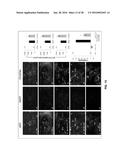 TREATMENT OF NEURODEGENERATIVE DISEASES, CAUSATION OF MEMORY ENHANCEMENT,     AND ASSAY FOR SCREENING COMPOUNDS FOR SUCH diagram and image