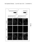 TREATMENT OF NEURODEGENERATIVE DISEASES, CAUSATION OF MEMORY ENHANCEMENT,     AND ASSAY FOR SCREENING COMPOUNDS FOR SUCH diagram and image