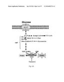 O-GLCNACYLATION TREATMENT FOR ISCHEMIC BRAIN INJURY diagram and image