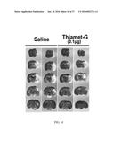 O-GLCNACYLATION TREATMENT FOR ISCHEMIC BRAIN INJURY diagram and image