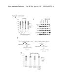 THERAPEUTIC METHODS FOR TREATING SOLID TUMORS AND RELATED DIAGNOSTIC     METHODS diagram and image