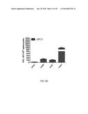 Synthetic Immunogens For Prophylaxis Or Treatment Of Tuberculosis diagram and image