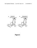 RODENT HEPADNAVIRUS CORES WITH REDUCED CARRIER-SPECIFIC ANTIGENICITY diagram and image