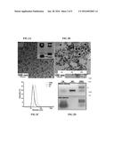 COATED MAGNETIC NANOPARTICLES FOR IMAGING ENHANCEMENT AND DRUG DELIVERY diagram and image