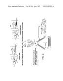 ENCLOSING MATERIALS IN NATURAL TRANSPORT SYSTEMS diagram and image