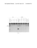 RNA PURIFICATION METHODS diagram and image