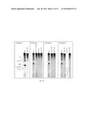 RNA PURIFICATION METHODS diagram and image