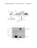 NON-HEMOLYTIC LLO FUSION PROTEINS AND METHODS OF UTILIZING SAME diagram and image