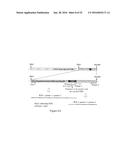 NON-HEMOLYTIC LLO FUSION PROTEINS AND METHODS OF UTILIZING SAME diagram and image