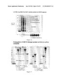 NON-HEMOLYTIC LLO FUSION PROTEINS AND METHODS OF UTILIZING SAME diagram and image