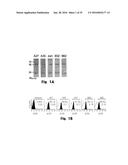 Novel Epitope for Switching to TH1 Cell and Use Thereof diagram and image