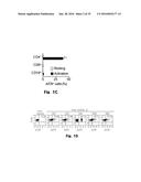 Novel Epitope for Switching to TH1 Cell and Use Thereof diagram and image