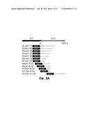 Novel Epitope for Switching to TH1 Cell and Use Thereof diagram and image