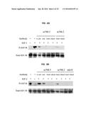 HUMAN MONOCLONAL ANTIBODIES THAT BIND INSULIN-LIKE GROWTH FACTOR (IGF) I     AND II diagram and image