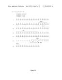 HUMAN MONOCLONAL ANTIBODIES TO FUCOSYL-GM1 AND METHODS FOR USING     ANTI-FUCOSYL-GM1 ANTIBODIES diagram and image