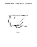 HUMAN MONOCLONAL ANTIBODIES TO FUCOSYL-GM1 AND METHODS FOR USING     ANTI-FUCOSYL-GM1 ANTIBODIES diagram and image